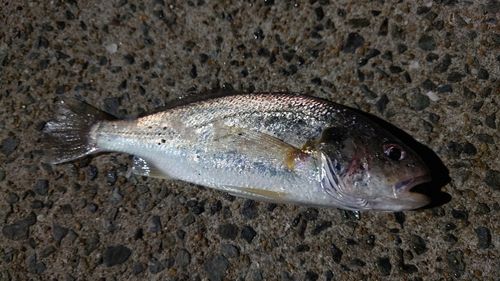 シログチの釣果