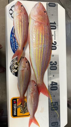 イトヨリダイの釣果