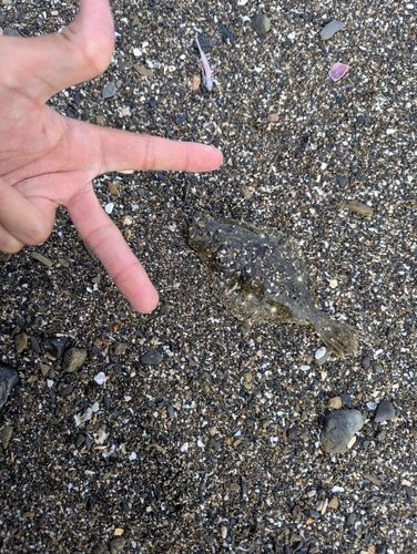 セイゴ(マルスズキ)の釣果