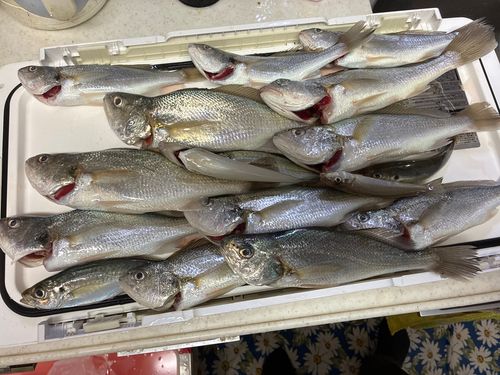 イシモチの釣果