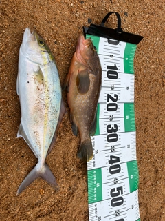 キジハタの釣果