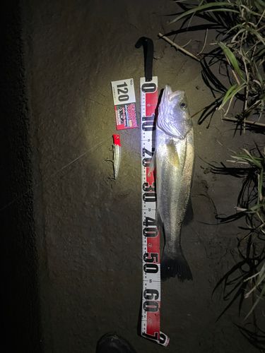 セイゴ（タイリクスズキ）の釣果