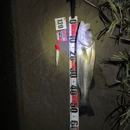 セイゴ（タイリクスズキ）