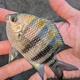 オヤビッチャ