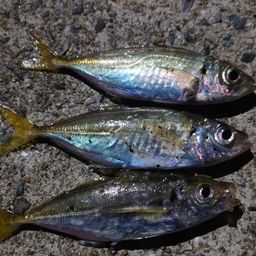 アジ