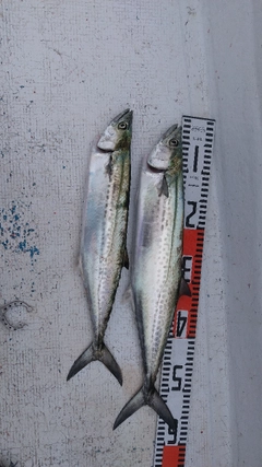 サゴシの釣果