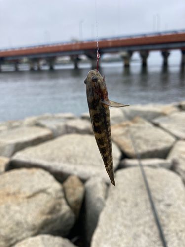 ハゼの釣果
