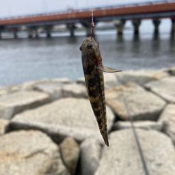 ハゼ