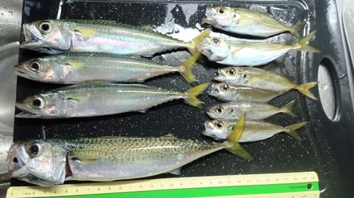 サバの釣果