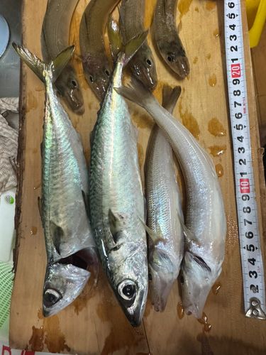 キスの釣果