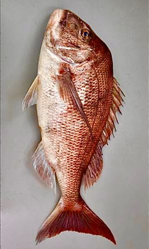 タイの釣果