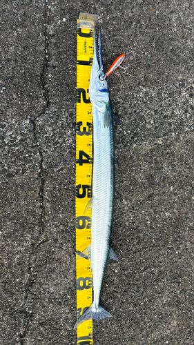 ダツの釣果