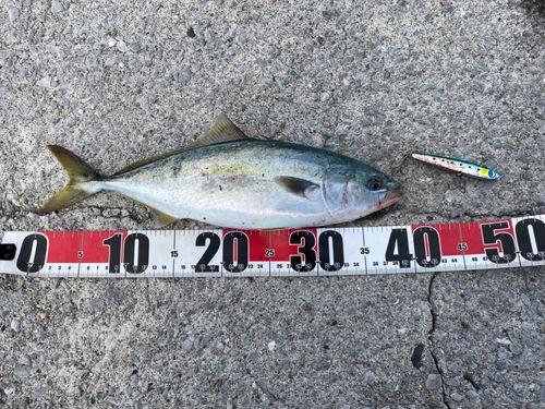 イナダの釣果