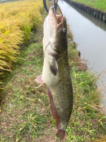 ナマズの釣果