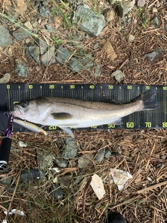 スズキの釣果