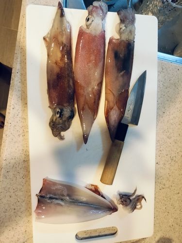 ヤリイカの釣果