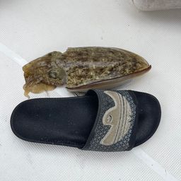 アオリイカ
