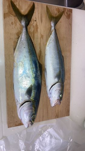 ヤズの釣果