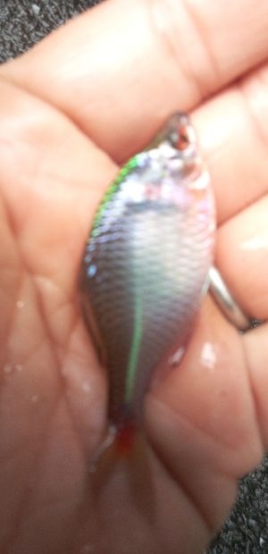 タイリクバラタナゴ