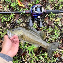 スモールマウスバス