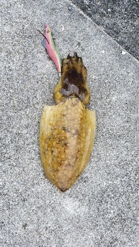 コブシメの釣果