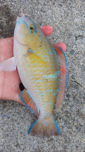 アーガイの釣果