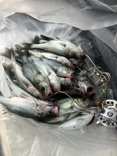 ヤズの釣果