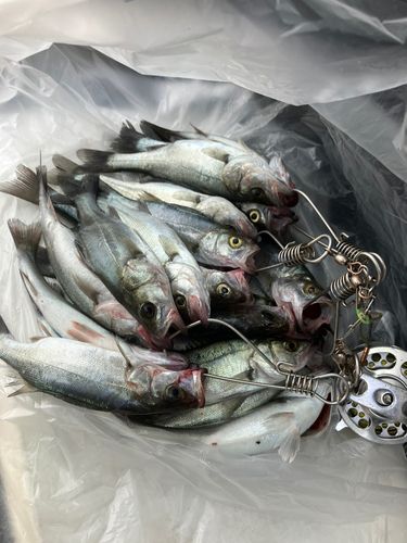 ヤズの釣果