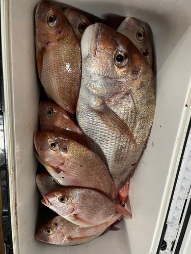 マダイの釣果