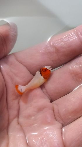 イラブチャーの釣果