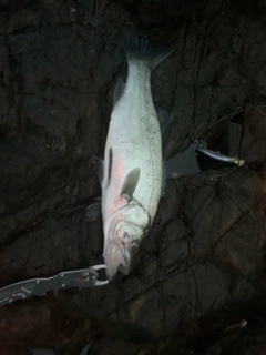 ヒラスズキの釣果