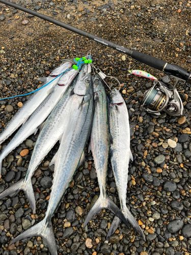 サワラの釣果