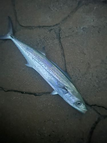 サゴシの釣果