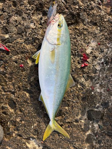 フクラギの釣果