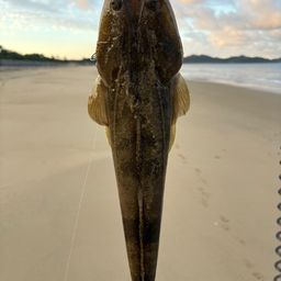 マゴチ