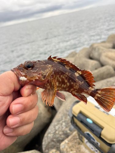 ガシラの釣果