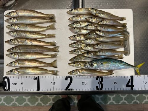 キスの釣果