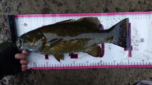 スモールマウスバスの釣果