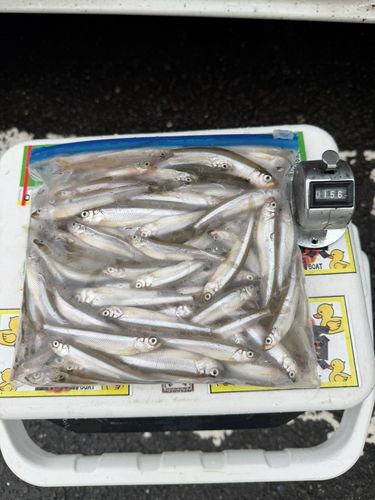 ワカサギの釣果