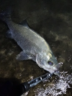 ヒラスズキの釣果