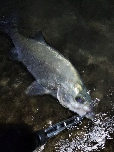 ヒラスズキの釣果