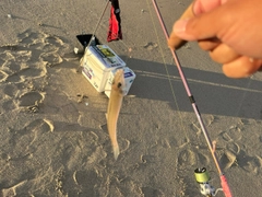 キスの釣果