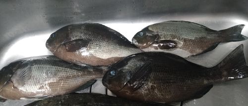グレの釣果