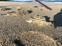 コトヒキの釣果