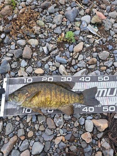 スモールマウスバスの釣果