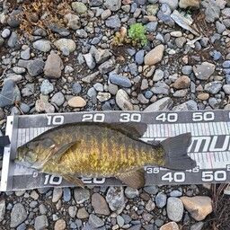 スモールマウスバス