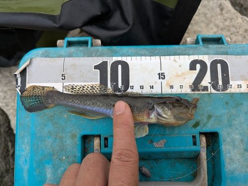 ハゼの釣果