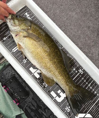 スモールマウスバスの釣果