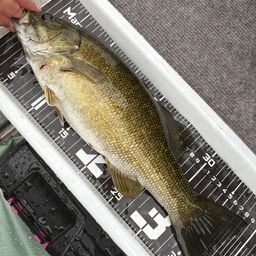 スモールマウスバス