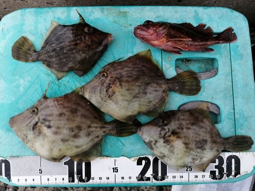 カワハギの釣果